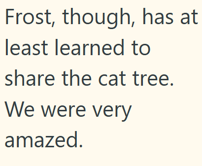 Frost, though, has at least learned to share the cat tree. We were very amazed.