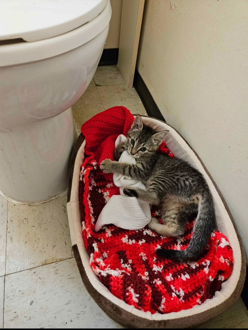 Cheezburger Image 10607605760