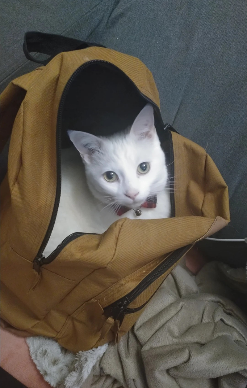 Cheezburger Image 10607606016