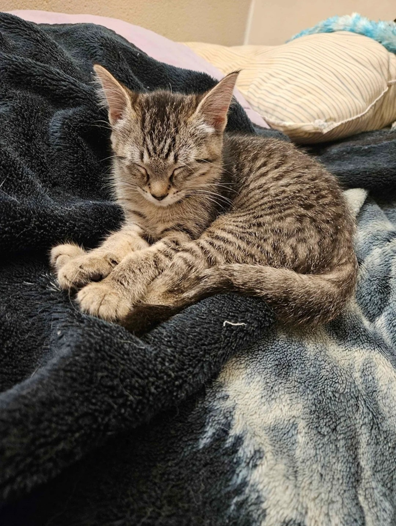 Cheezburger Image 10607606272