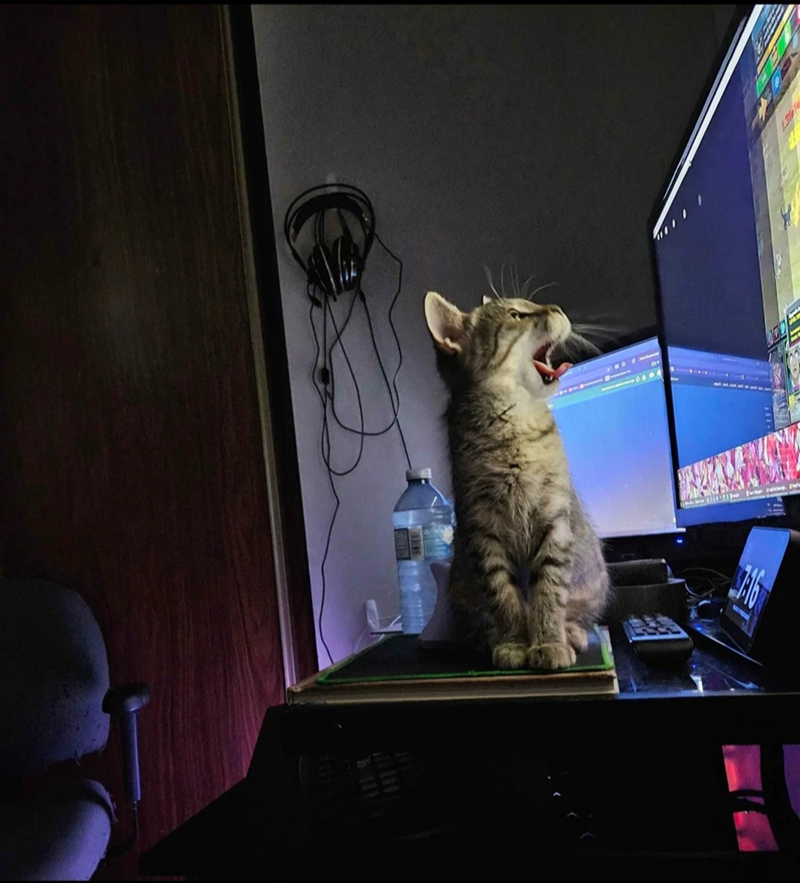 Cheezburger Image 10607606784