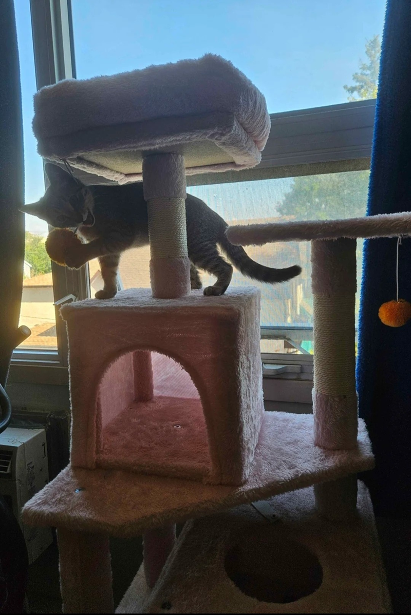 Cheezburger Image 10607607040