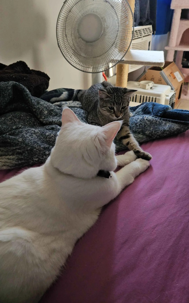 Cheezburger Image 10607607552