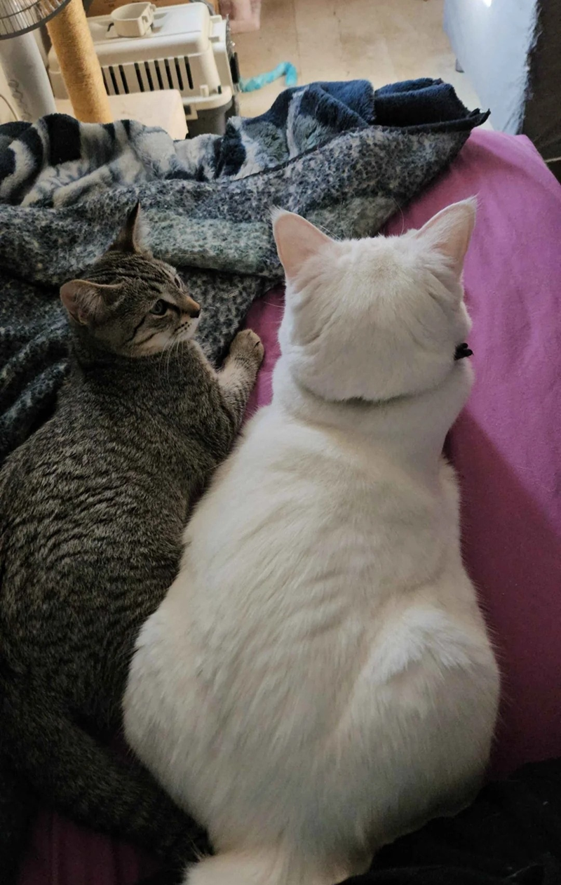 Cheezburger Image 10607607808