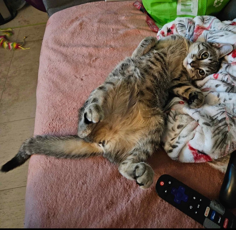 Cheezburger Image 10607608064