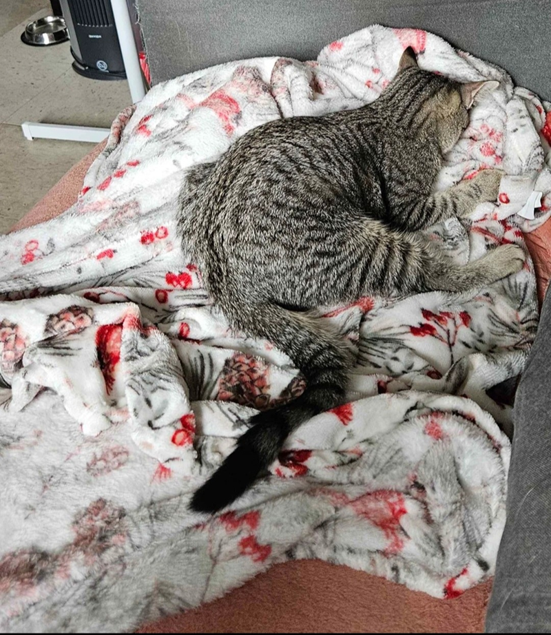 Cheezburger Image 10607608576