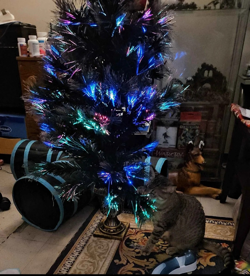 DrScholls DIRECHASM WARCRY ΧΟΧΟΧΟΣ