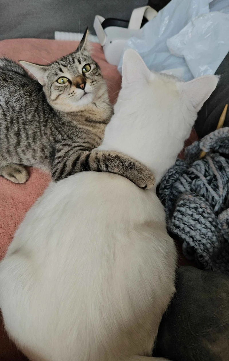 Cheezburger Image 10607609088