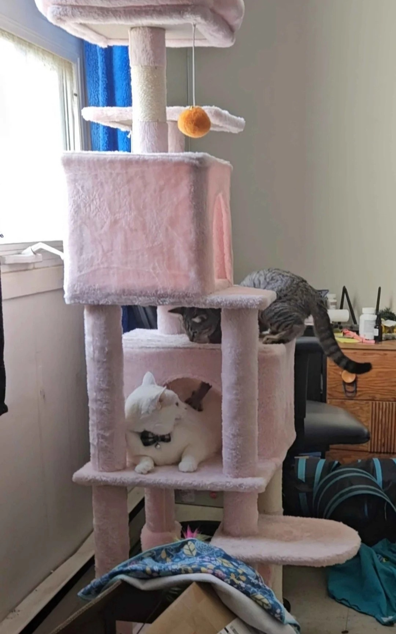 Cheezburger Image 10607609856