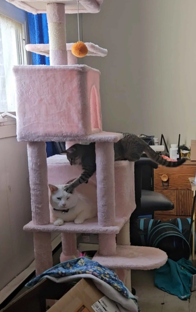 Cheezburger Image 10607610112