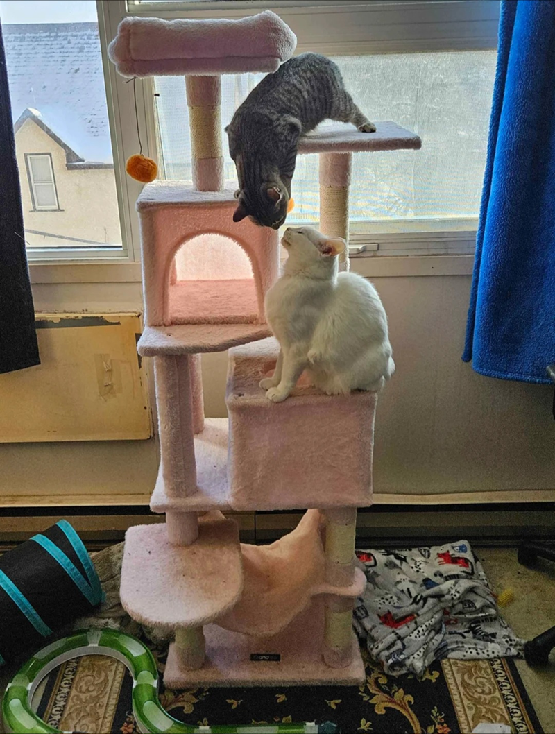 Cheezburger Image 10607610368