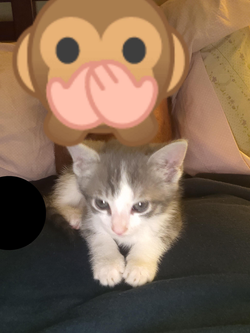 Cheezburger Image 10607630592