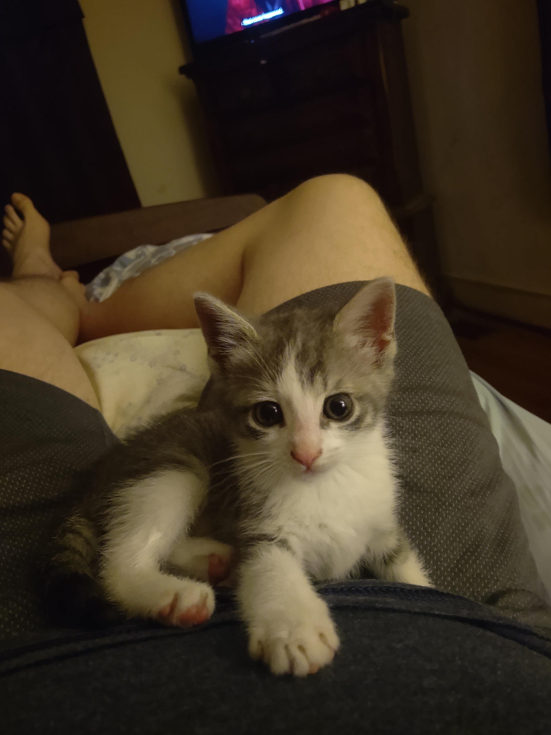 Cheezburger Image 10607630848