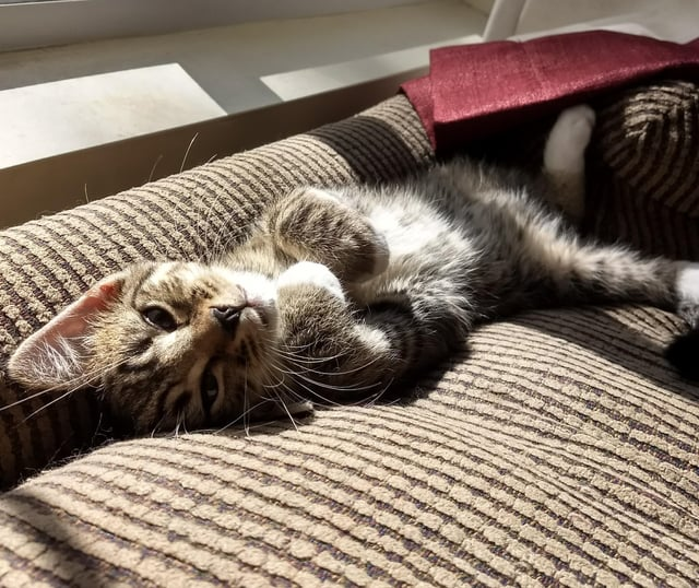 Cheezburger Image 10607632128