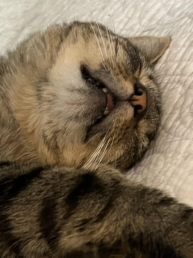 Cheezburger Image 10607632384