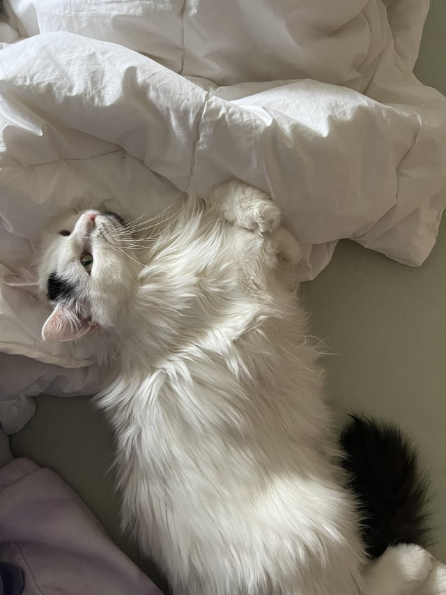 Cheezburger Image 10607633152