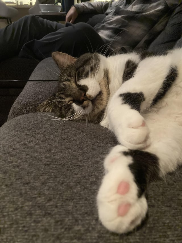 Cheezburger Image 10607633920