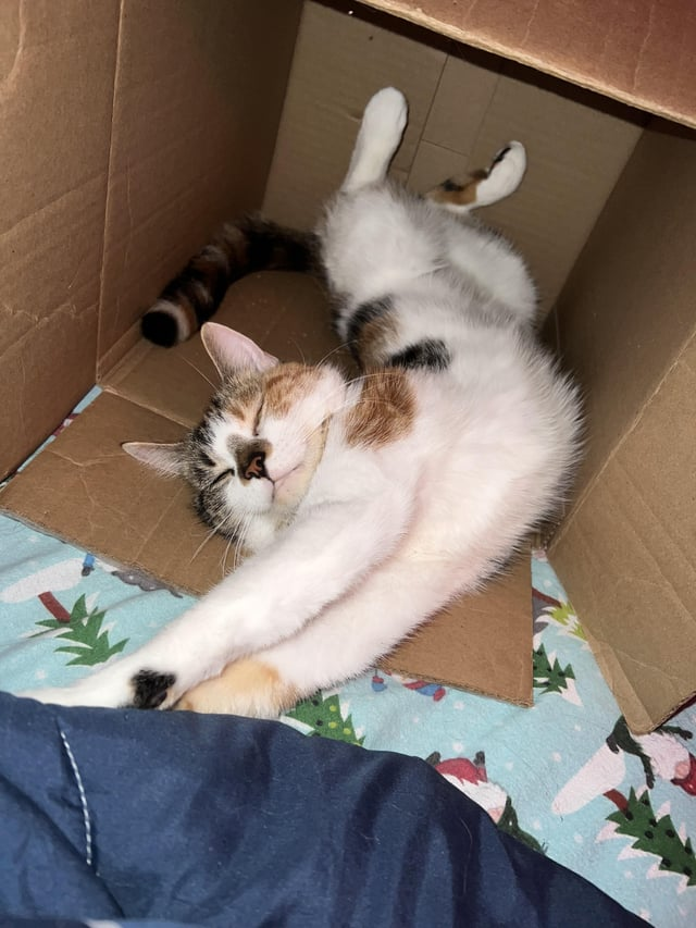 Cheezburger Image 10607634176