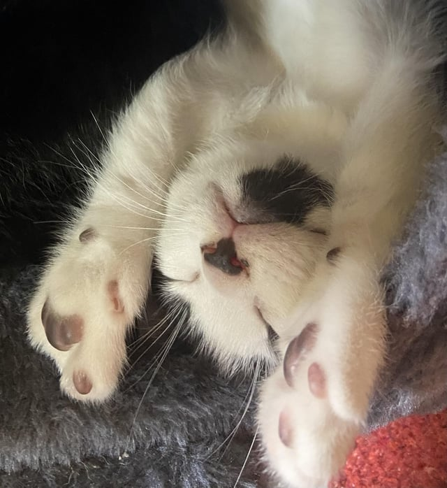 Cheezburger Image 10607634432