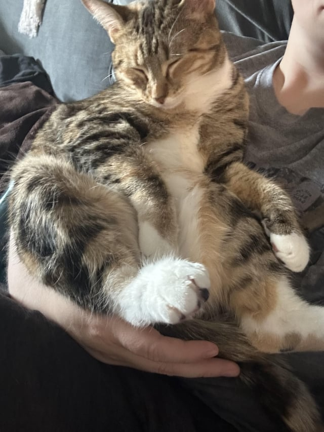 Cheezburger Image 10607634688