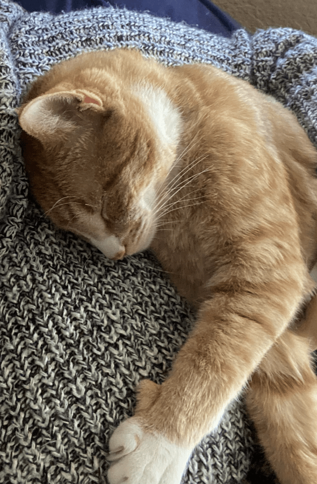 Cheezburger Image 10607634944