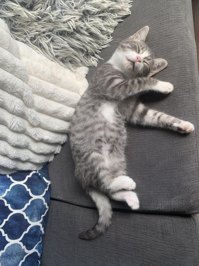 Cheezburger Image 10607635200