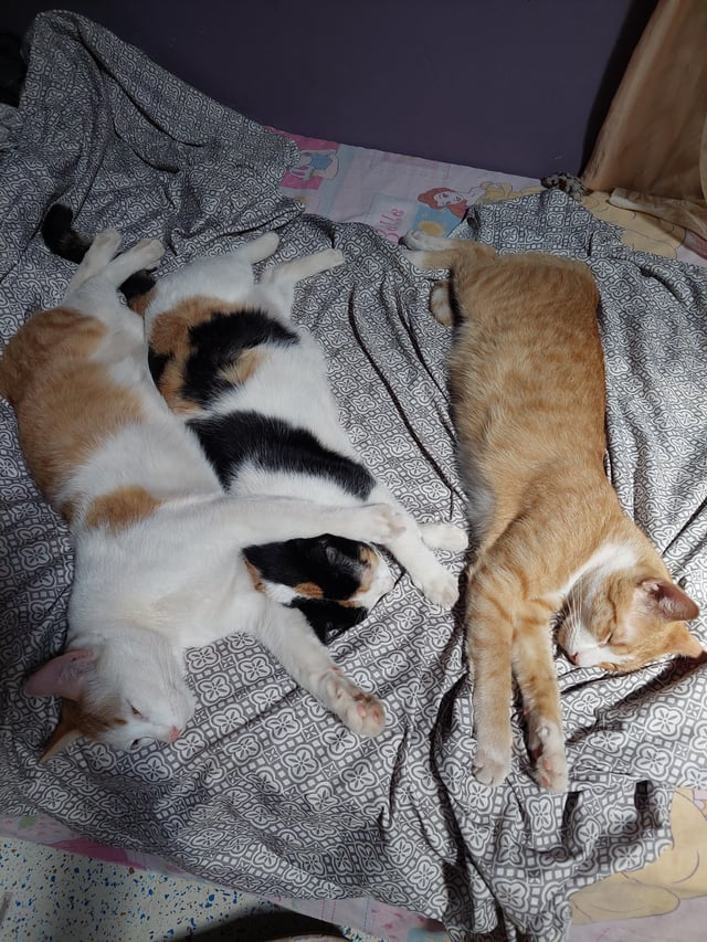 356358 131 33 CTX 3 36838383 Belle