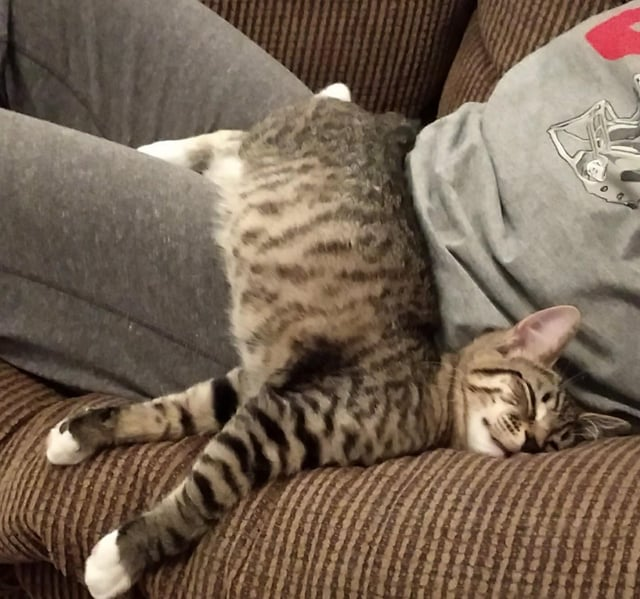 Cheezburger Image 10607635712