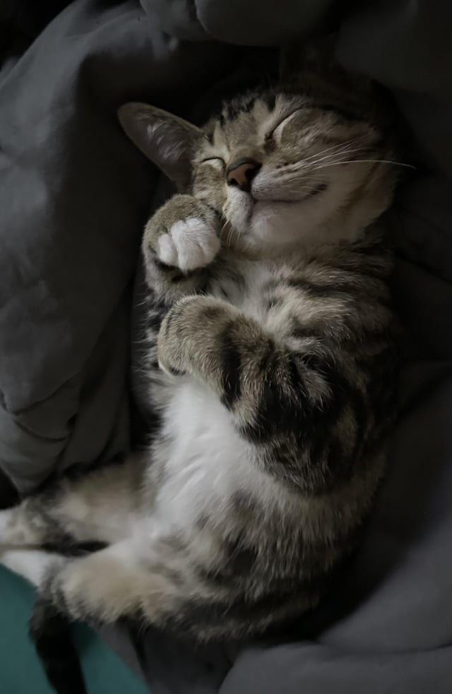 Cheezburger Image 10607636480