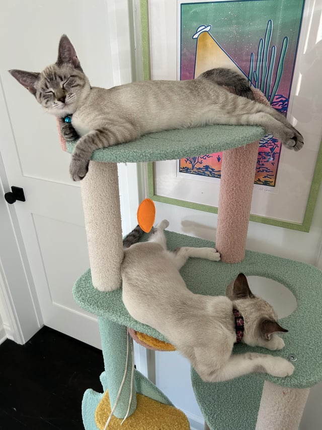 Cheezburger Image 10607636736