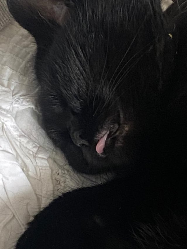 Cheezburger Image 10607636992