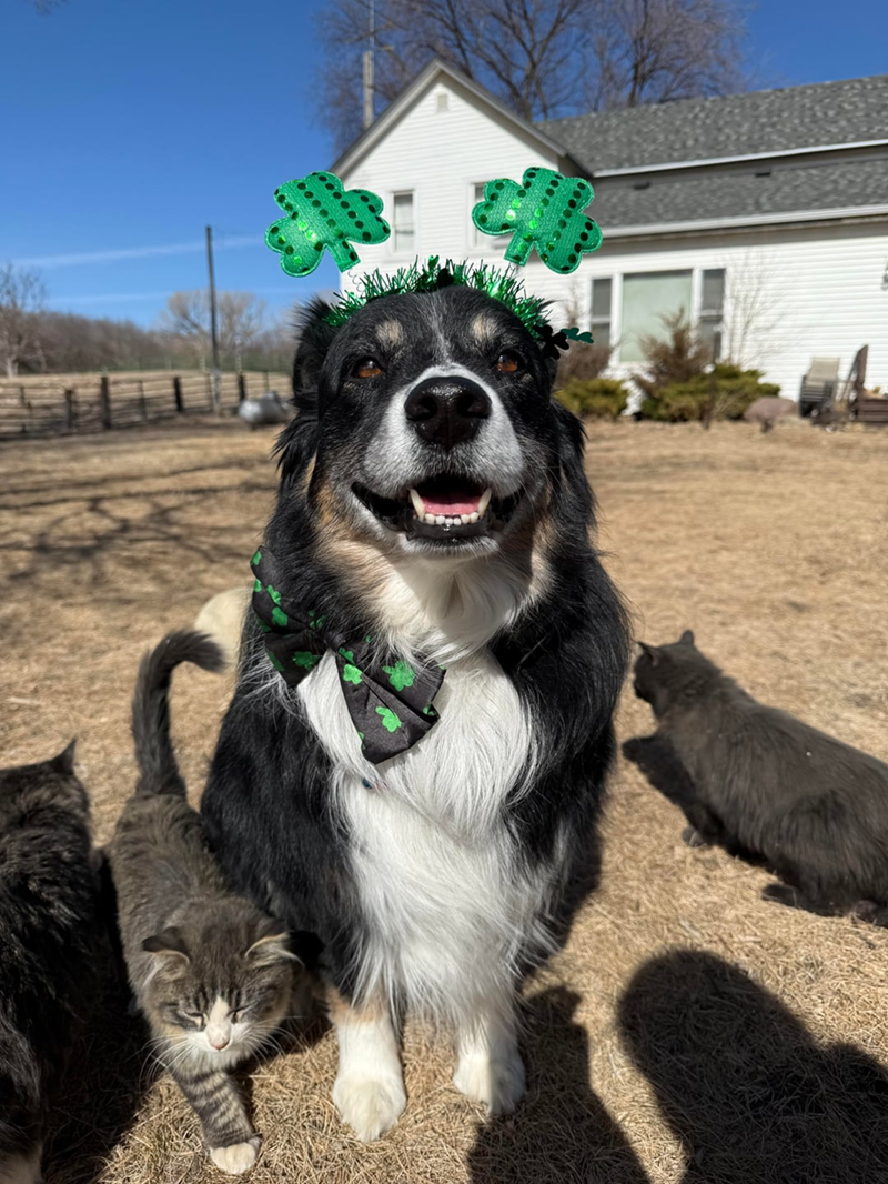 Cheezburger Image 10607988480