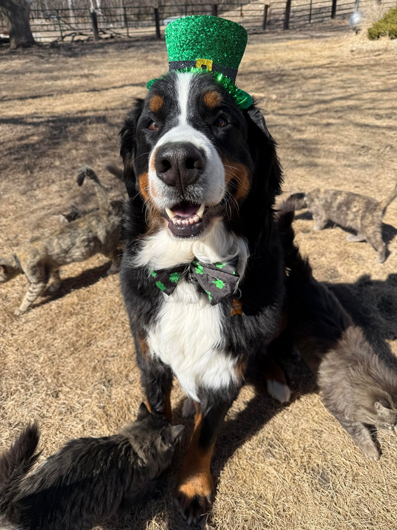 Cheezburger Image 10607988736