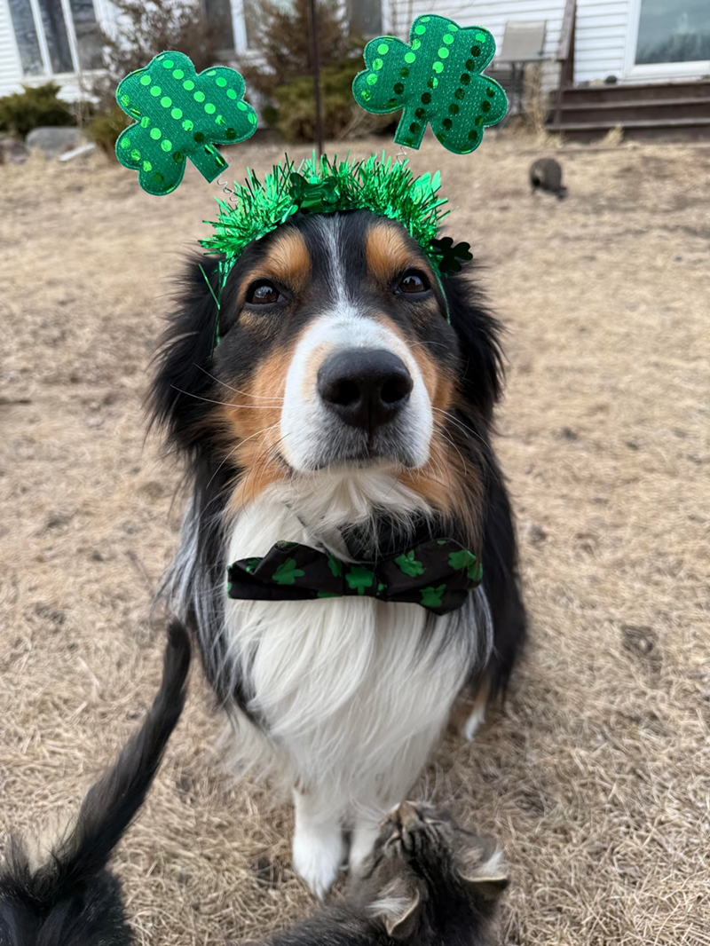 Cheezburger Image 10607988992