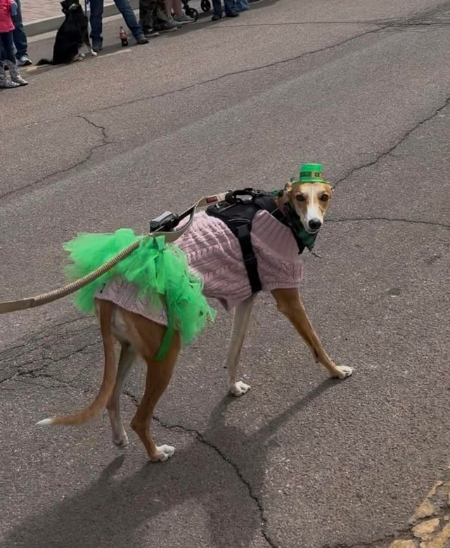 Cheezburger Image 10607989248