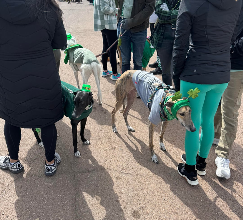 Cheezburger Image 10607990016