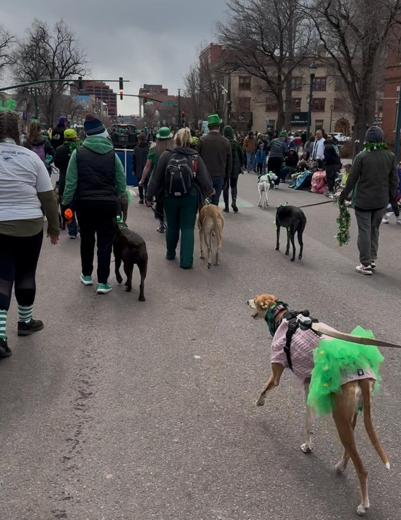 CACYHOUND ADOPTION O Ht