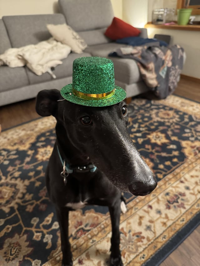 Cheezburger Image 10607992064