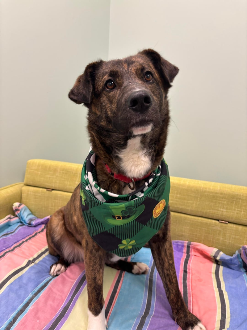 Cheezburger Image 10607992576