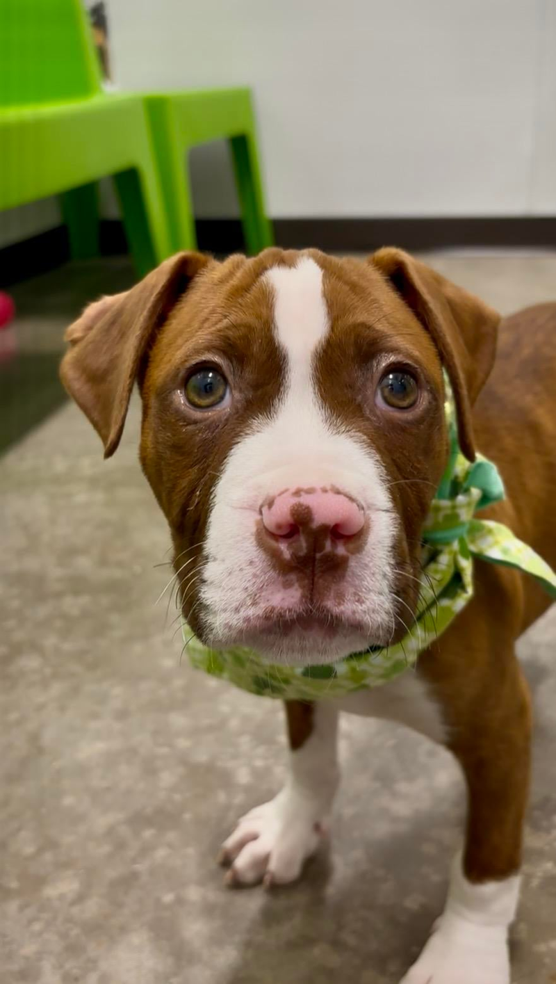 Cheezburger Image 10607992832