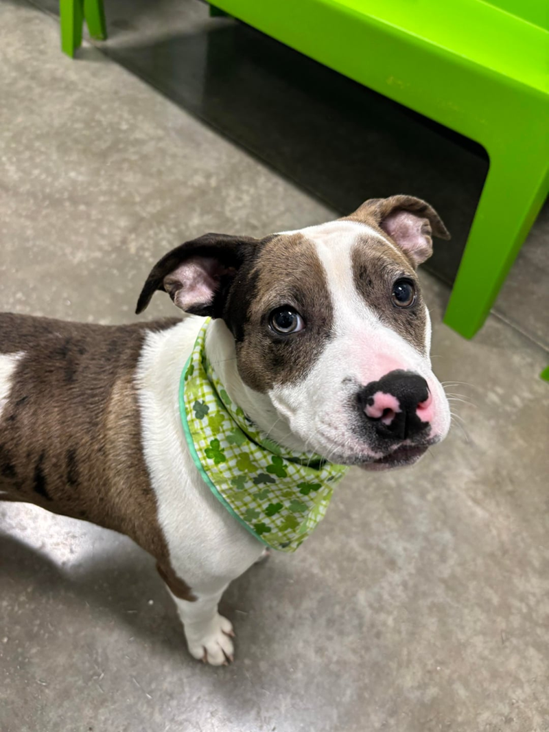 Cheezburger Image 10607993088