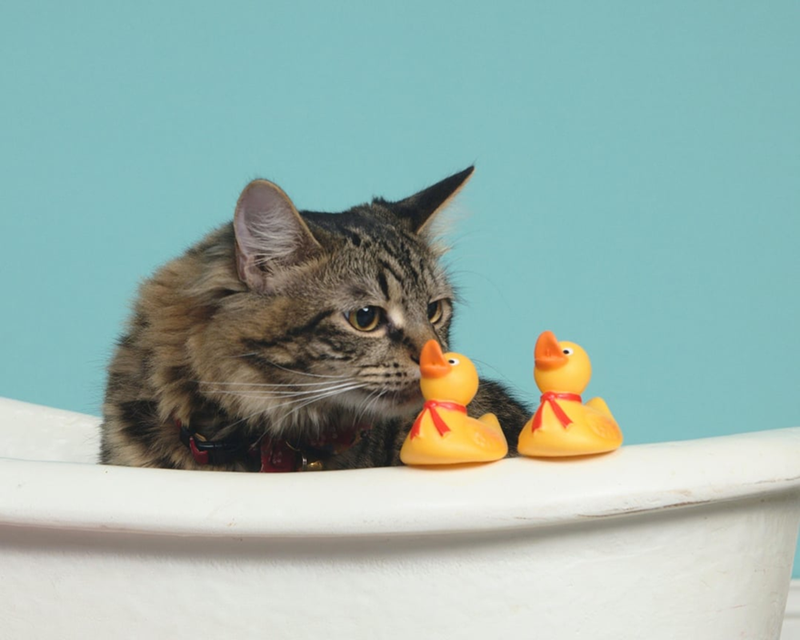 Cheezburger Image 10607996672