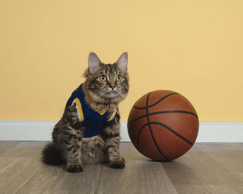 Cheezburger Image 10607996928