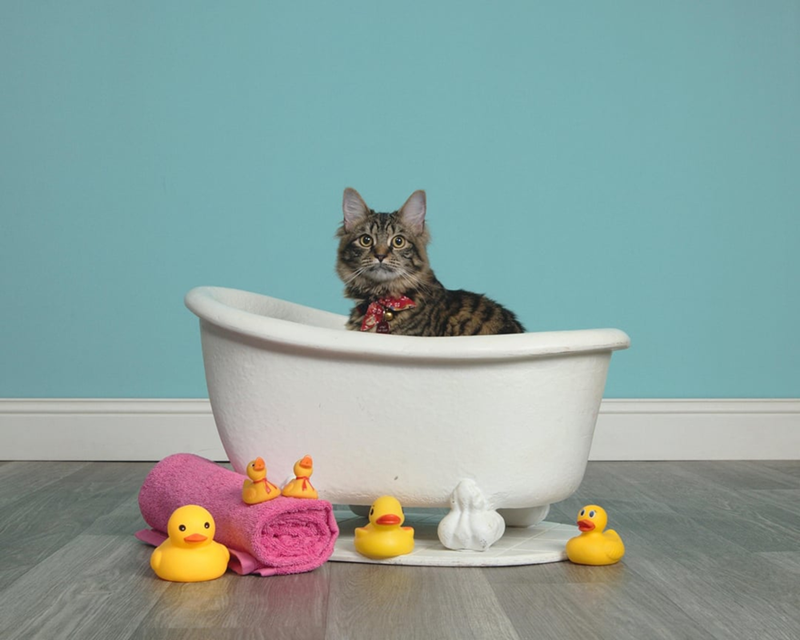 Cheezburger Image 10607997184