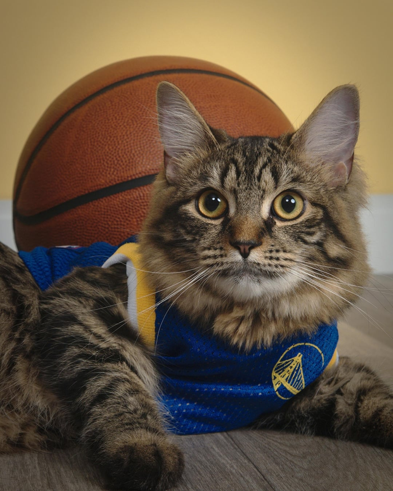 Cheezburger Image 10607997440