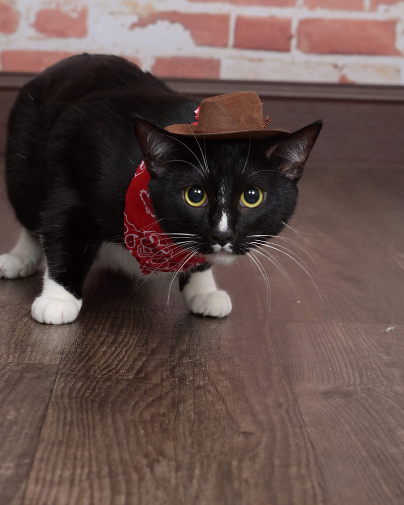 Cheezburger Image 10607998720