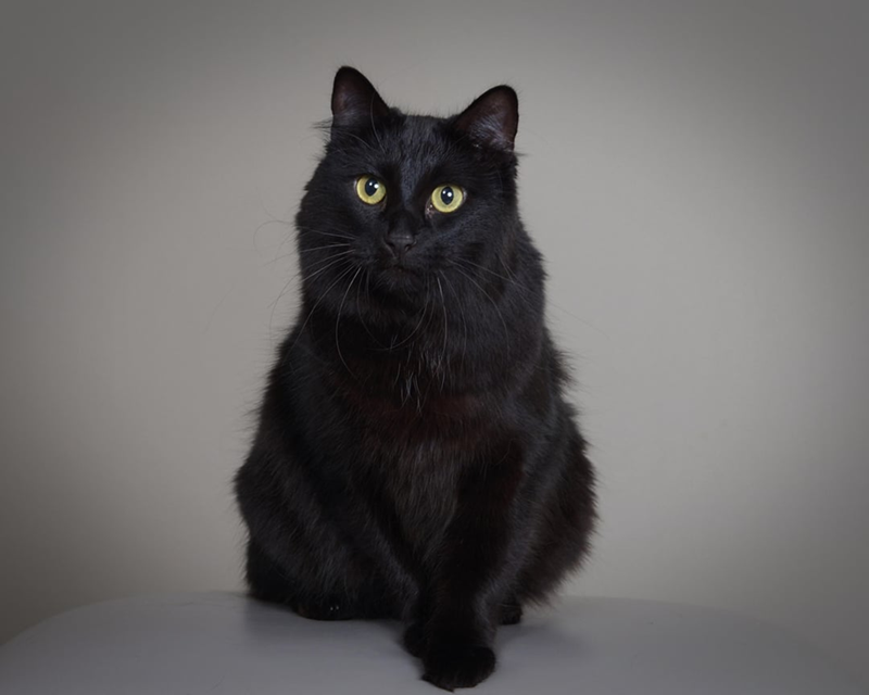 Cheezburger Image 10607999744