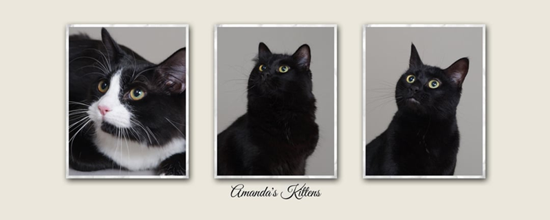 Amanda's Kittens