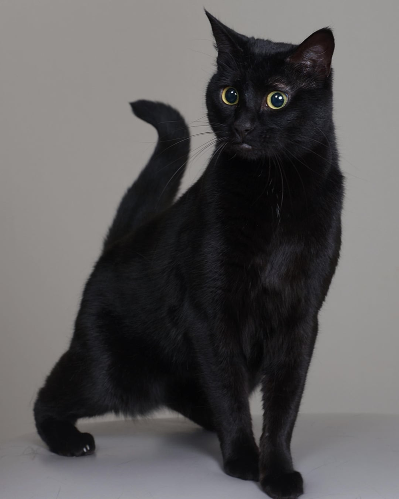 Cheezburger Image 10608000512