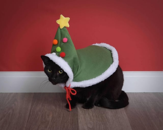 Cheezburger Image 10608000768